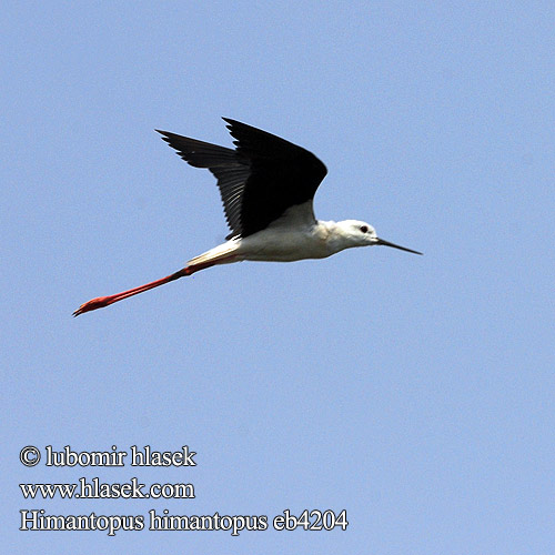 Himantopus himantopus eb4204