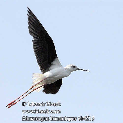 Black-winged Stilt Stelzenläufer Echasse blanche