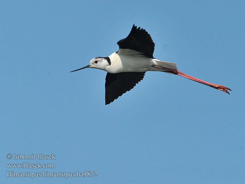 Himantopus himantopus Szczudłak Steltkluut