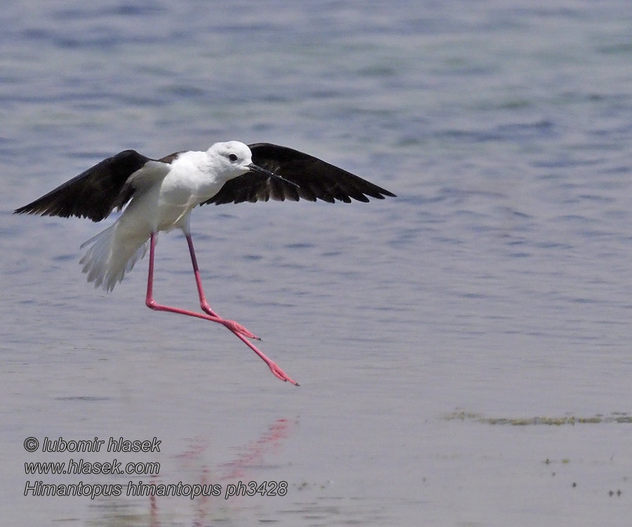 Himantopus himantopus