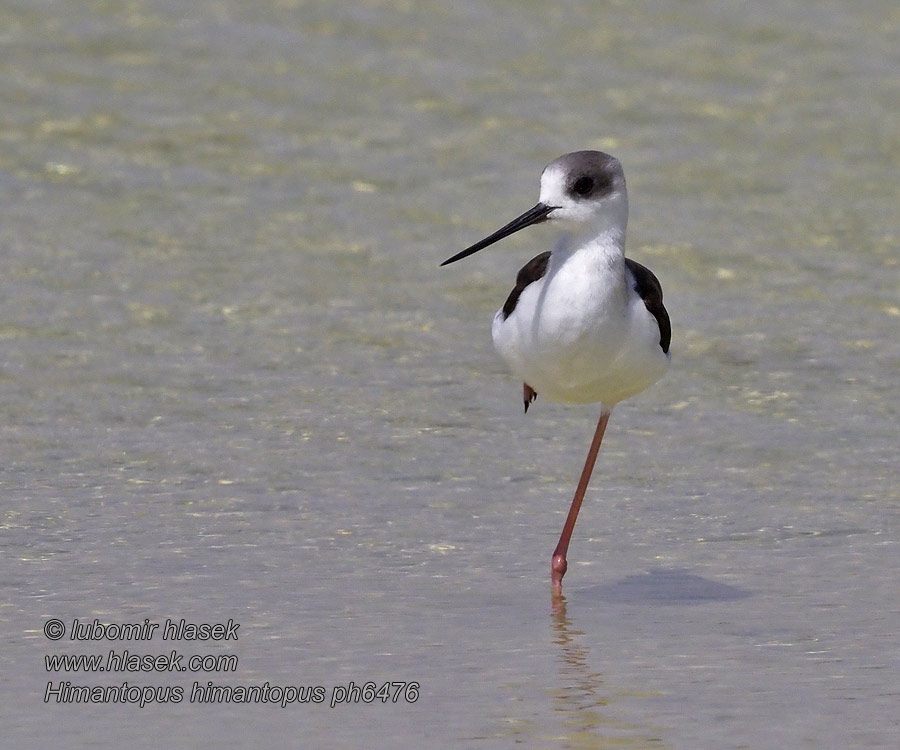 Himantopus himantopus