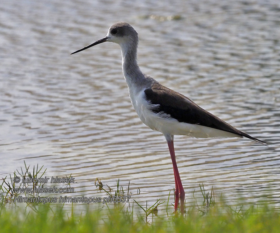 Himantopus himantopus