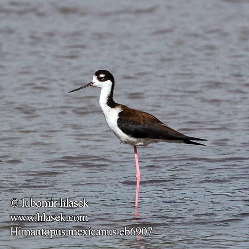 Himantopus mexicanus Black-necked Stilt Pisila karibská Schwarznacken-Stelzenläufer Sortnakket Stylteløber Cigüeñuela Cuello Negro Tero real Amerikanpitkäjalka Échasse d'Amérique Cavaliere nordamericano クロエリセイタカシギ Amerikaanse Steltkluut Szczudlak bialobrewy Pernilongo Pernilongo-de-costas-negras Amerikansk styltlöpare Šišila čiernokrká