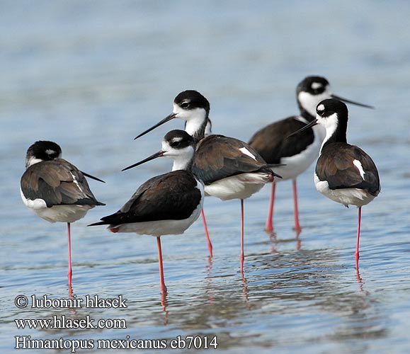 Himantopus mexicanus eb7014