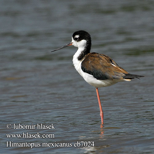 Amerikaanse Steltkluut Szczudlak bialobrewy Pernilongo Pernilongo-de-costas-negras Amerikansk styltlöpare Šišila čiernokrká Himantopus mexicanus Black-necked Stilt Pisila karibská Schwarznacken-Stelzenläufer Sortnakket Stylteløber Cigüeñuela Cuello Negro Tero real Amerikanpitkäjalka Échasse d'Amérique Cavaliere nordamericano クロエリセイタカシギ