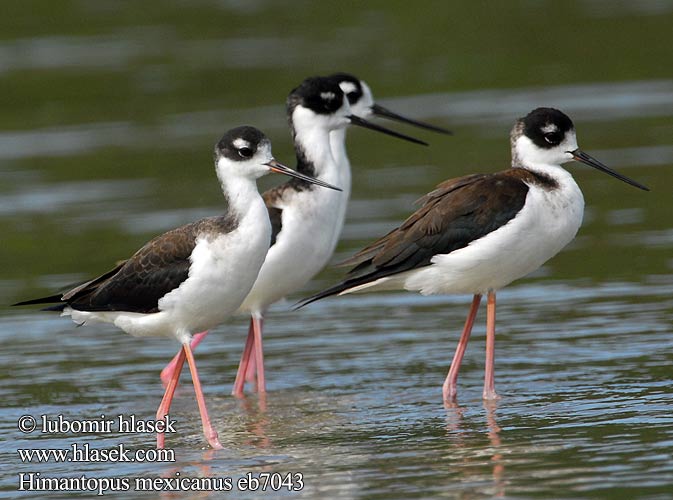 Pernilongo-de-costas-negras Amerikansk styltlöpare Šišila čiernokrká Himantopus mexicanus Black-necked Stilt Pisila karibská Schwarznacken-Stelzenläufer Sortnakket Stylteløber Cigüeñuela Cuello Negro Tero real Amerikanpitkäjalka Échasse d'Amérique Cavaliere nordamericano クロエリセイタカシギ Amerikaanse Steltkluut Szczudlak bialobrewy Pernilongo