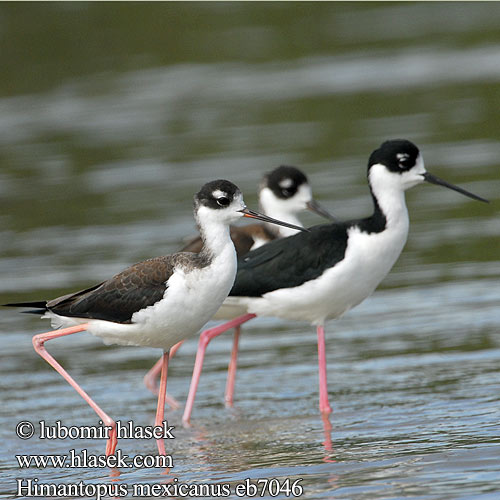 Šišila čiernokrká Himantopus mexicanus Black-necked Stilt Pisila karibská Schwarznacken-Stelzenläufer Sortnakket Stylteløber Cigüeñuela Cuello Negro Tero real Amerikanpitkäjalka Échasse d'Amérique Cavaliere nordamericano クロエリセイタカシギ Amerikaanse Steltkluut Szczudlak bialobrewy Pernilongo Pernilongo-de-costas-negras Amerikansk styltlöpare