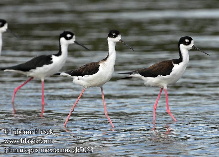 Himantopus mexicanus eb7053