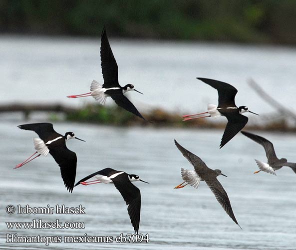 Himantopus mexicanus eb7094