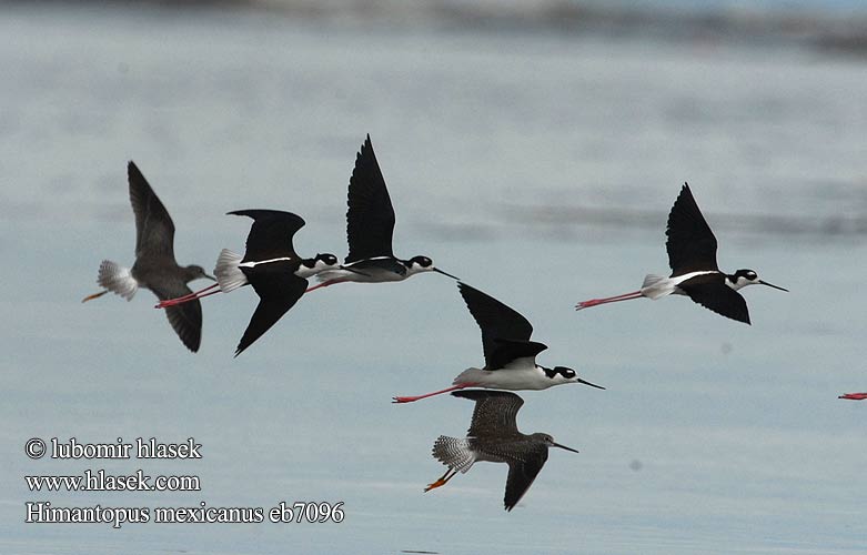 Himantopus mexicanus eb7096