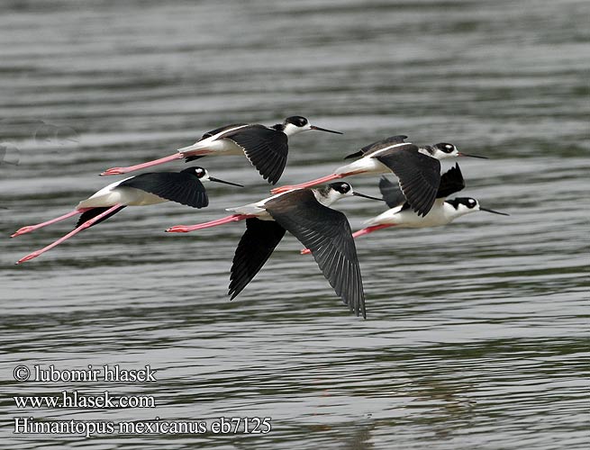 Szczudlak bialobrewy Pernilongo Pernilongo-de-costas-negras Amerikansk styltlöpare Šišila čiernokrká Himantopus mexicanus Black-necked Stilt Pisila karibská Schwarznacken-Stelzenläufer Sortnakket Stylteløber Cigüeñuela Cuello Negro Tero real Amerikanpitkäjalka Échasse d'Amérique Cavaliere nordamericano クロエリセイタカシギ Amerikaanse Steltkluut