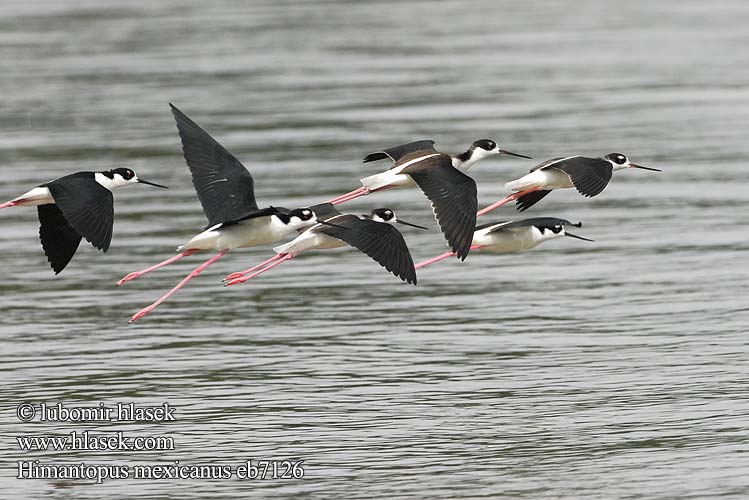 Amerikansk styltlöpare Šišila čiernokrká Himantopus mexicanus Black-necked Stilt Pisila karibská Schwarznacken-Stelzenläufer Sortnakket Stylteløber Cigüeñuela Cuello Negro Tero real Amerikanpitkäjalka Échasse d'Amérique Cavaliere nordamericano クロエリセイタカシギ Amerikaanse Steltkluut Szczudlak bialobrewy Pernilongo Pernilongo-de-costas-negras