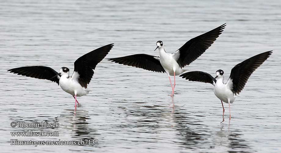 Black-necked Stilt Pisila karibská Schwarznacken-Stelzenläufer Sortnakket Stylteløber Cigüeñuela Cuello Negro Tero real Amerikanpitkäjalka Échasse d'Amérique Cavaliere nordamericano クロエリセイタカシギ Amerikaanse Steltkluut Szczudlak bialobrewy Pernilongo Pernilongo-de-costas-negras Amerikansk styltlöpare Šišila čiernokrká Himantopus mexicanus