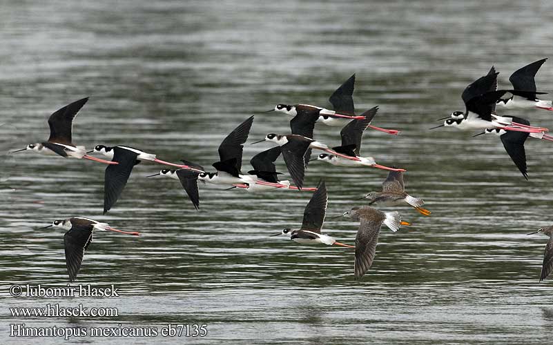 Himantopus mexicanus eb7135