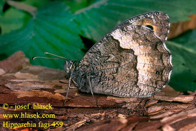 Hipparchia fagi Woodland Grayling Sylvandre Szürkeöves szemeslepke