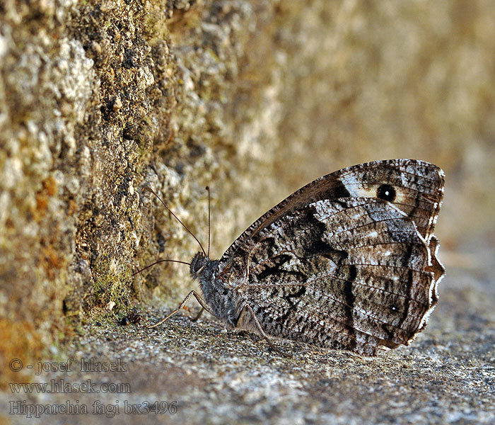 Woodland Grayling Hipparchia fagi