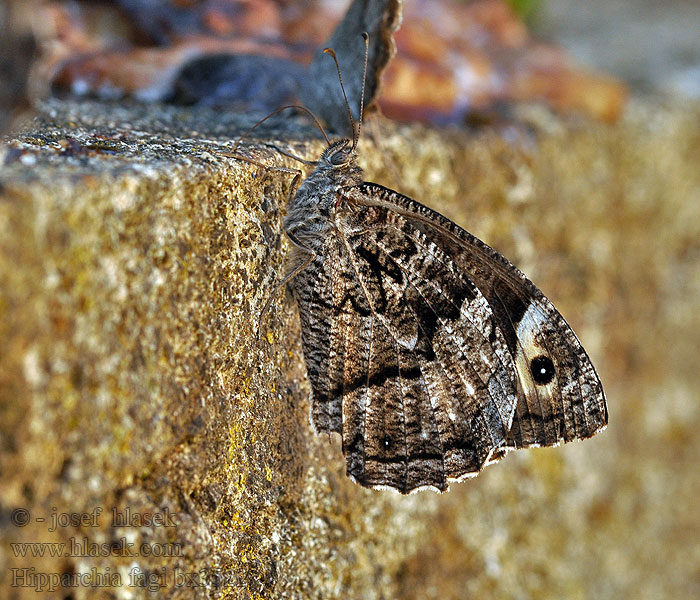 Großer Waldportier Hipparchia fagi