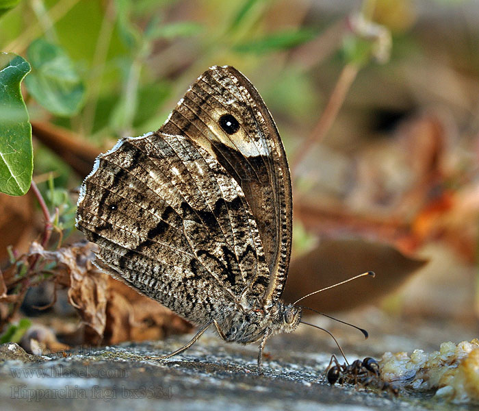 Skalnik alcyona Hipparchia fagi