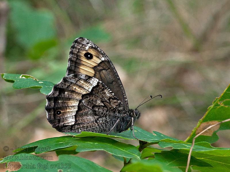 Hipparchia fagi