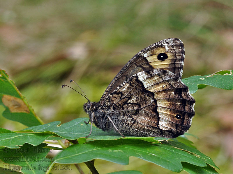 Hipparchia fagi