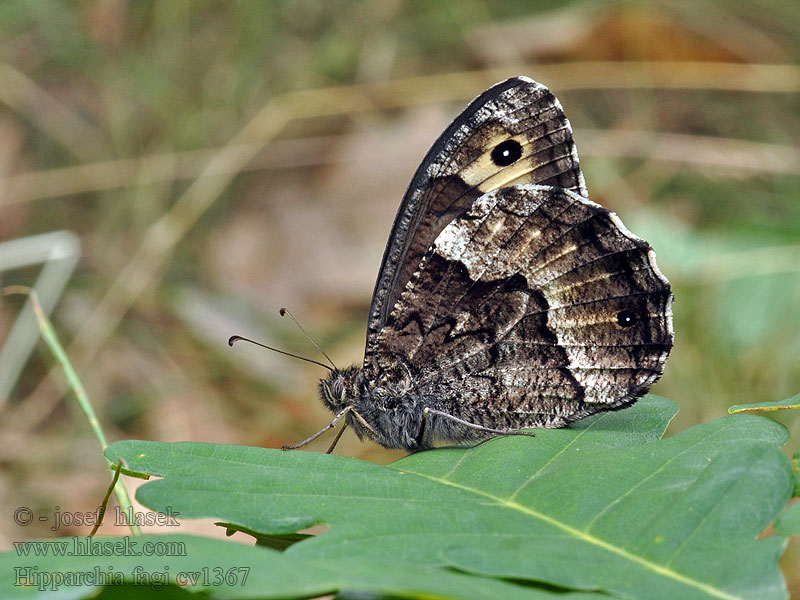 Hipparchia fagi