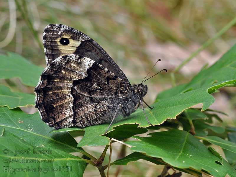 Hipparchia fagi