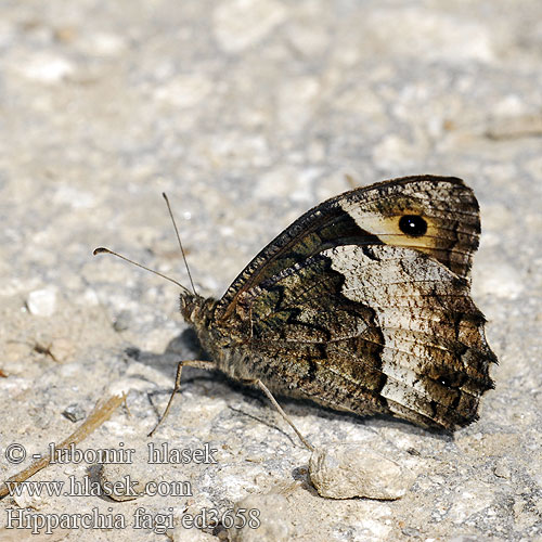 Großer Waldportier Skalnik alcyona Očkáň medúnkový