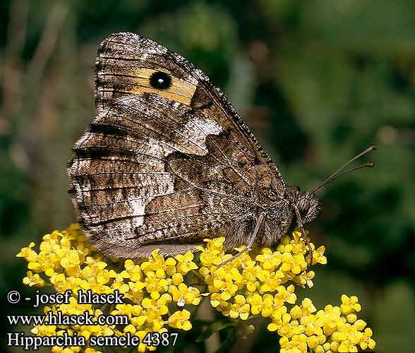 Hipparchia semele Grayling Agreste Barna szemeslepke Ockerbindiger Samtfalter Rostbinde Skalnik semele Očkáň metlicový Okáč metlicový Pardo-rubia Grabrun slattergräsfjäril Kystringvinge Hietaheinäperhonen Sand-Randoje Heivlinder Сатир боровой семела Бархатница боровая Rjasti gozdnik Sátiro común