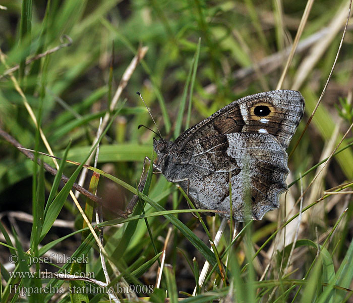 Hipparchia statilinus Tree Grayling Faune