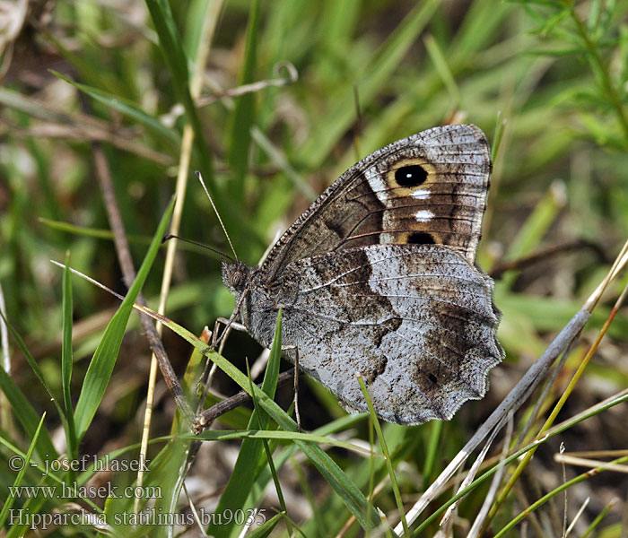 Hipparchia statilinus Homoki szemeslepke Eisenfarbiger Samtfalter