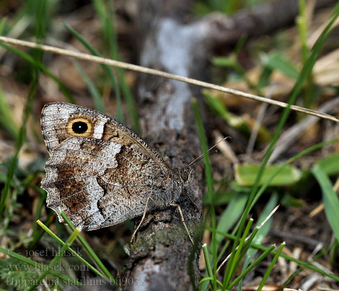 Hipparchia statilinus Neohipparchia Satiro moreno