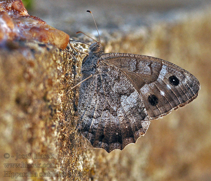 Tree Grayling Hipparchia statilinus