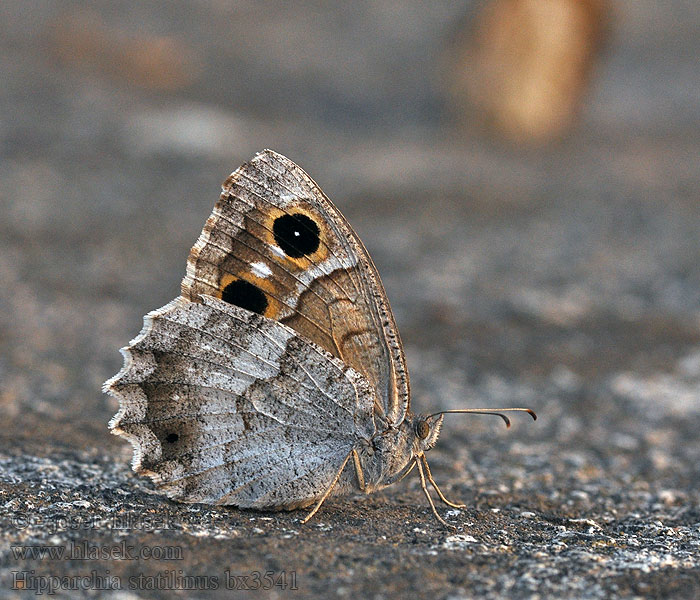 Faune Homoki szemeslepke Hipparchia statilinus