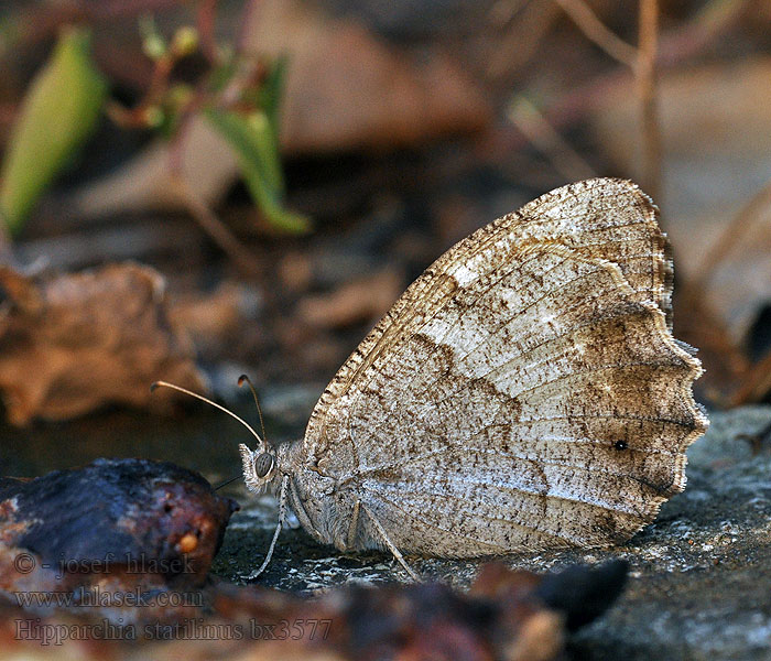 Eisenfarbiger Samtfalter Hipparchia statilinus