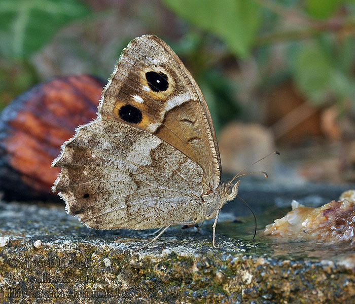 Skalnik statilinus Hipparchia statilinus