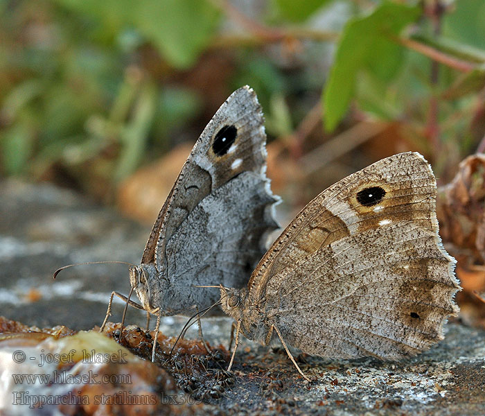 Satiro moreno Hipparchia statilinus