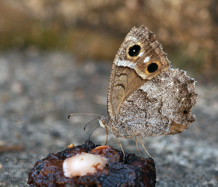 Sátiro moreno Hipparchia statilinus