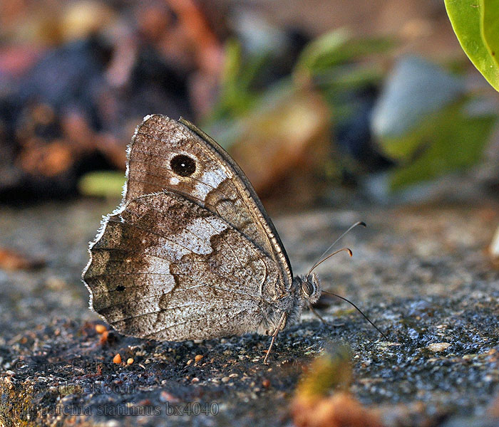 Agac Karamelegi Hipparchia statilinus