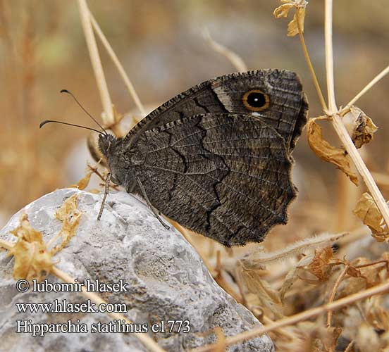 Hipparchia statilinus Tree Grayling Faune Homoki szemeslepke