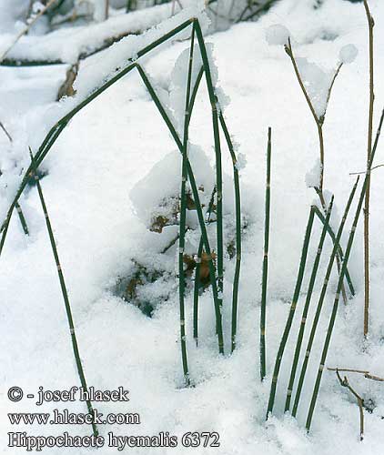 Hippochaete hyemalis Scouring rush horsetail snake grass Skavgras