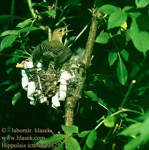 Hippolais icterina Icterine Warbler Gulbug Kultarinta Hypolaïs ictérine Spotvogel Canapino maggiore Kerti geze Gelbspötter Zaganiacz Sedmohlások obyčajný hájový Sedmihlásek hajní Zarcero icterino Härmsångare Зеленая пересмешка キイロウタムシクイ الدخلة الصفراء Κιτρινοστριτσίδα Felosa-icterina Берестянка Spotsanger Sarı muk