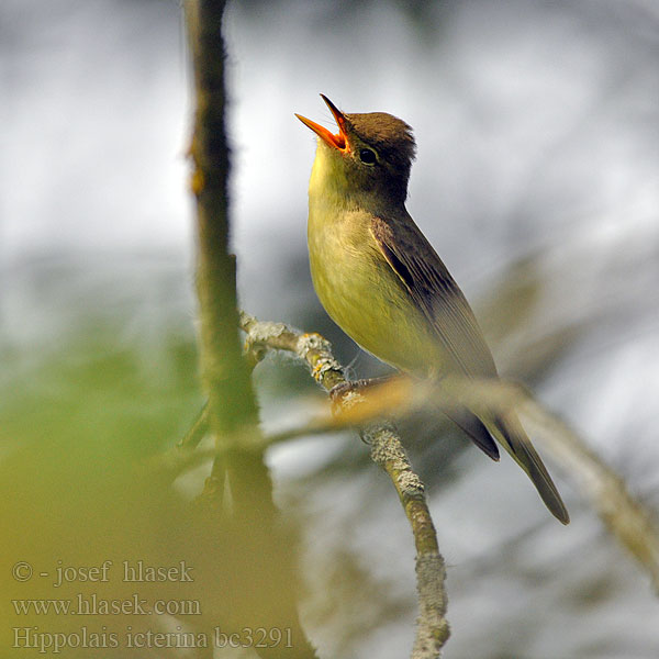 Felosa-icterina Берестянка Spotsanger Sarı muk Hippolais icterina Icterine Warbler Gulbug Kultarinta Hypolaïs ictérine Spotvogel Canapino maggiore Kerti geze Gelbspötter Zaganiacz Sedmohlások obyčajný hájový Sedmihlásek hajní Zarcero icterino Härmsångare Зеленая пересмешка キイロウタムシクイ الدخلة الصفراء Κιτρινοστριτσίδα