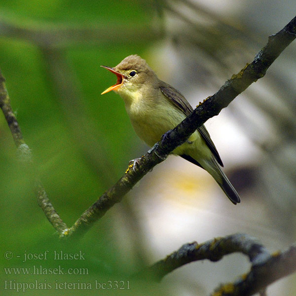 Icterine Warbler Gulbug Kultarinta Hypolaïs ictérine Spotvogel Canapino maggiore Kerti geze Gelbspötter Zaganiacz Sedmohlások obyčajný hájový Sedmihlásek hajní Zarcero icterino Härmsångare Зеленая пересмешка キイロウタムシクイ الدخلة الصفراء Κιτρινοστριτσίδα Felosa-icterina Берестянка Spotsanger Sarı muk Hippolais icterina