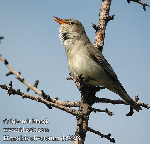 Büyük Mukallit Zeytin שיחנית זית Sedmihlásek olivový