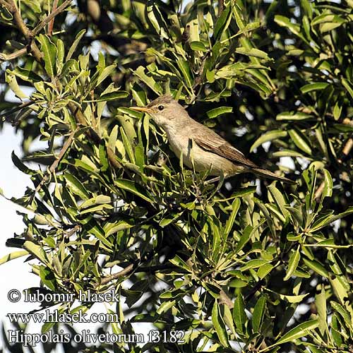 Olive-tree Warbler Olivenspötter Zarcero Grande oliivikultarinta