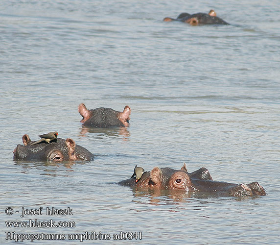 Hippopotamus amphibius ad0841