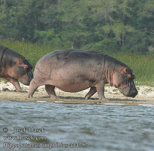 Hroch obojživelný Hipopótamo Hipopòtam Hippos fighting