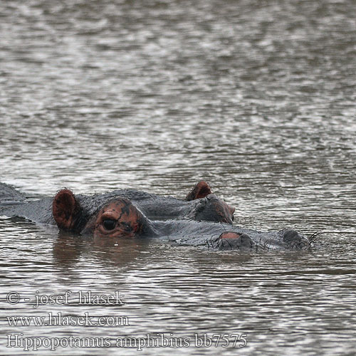 Hippopotamus amphibius bb7575