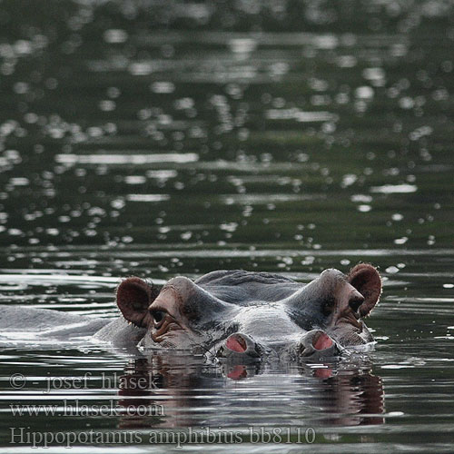 河马 Imvubu Hippopotamus amphibius Hippopotamus Hippo