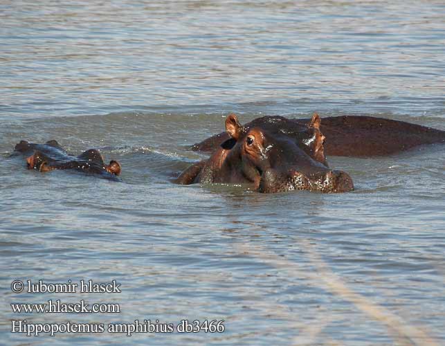 Flodhest Hippopotami Virtahepo virtahepoja Hippopotame